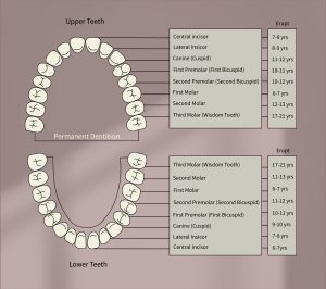calgary orthodontists