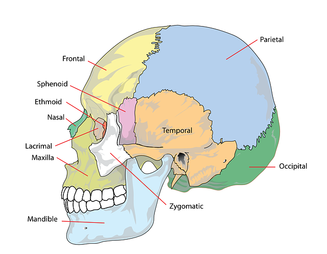 skull showing jaw growth problems