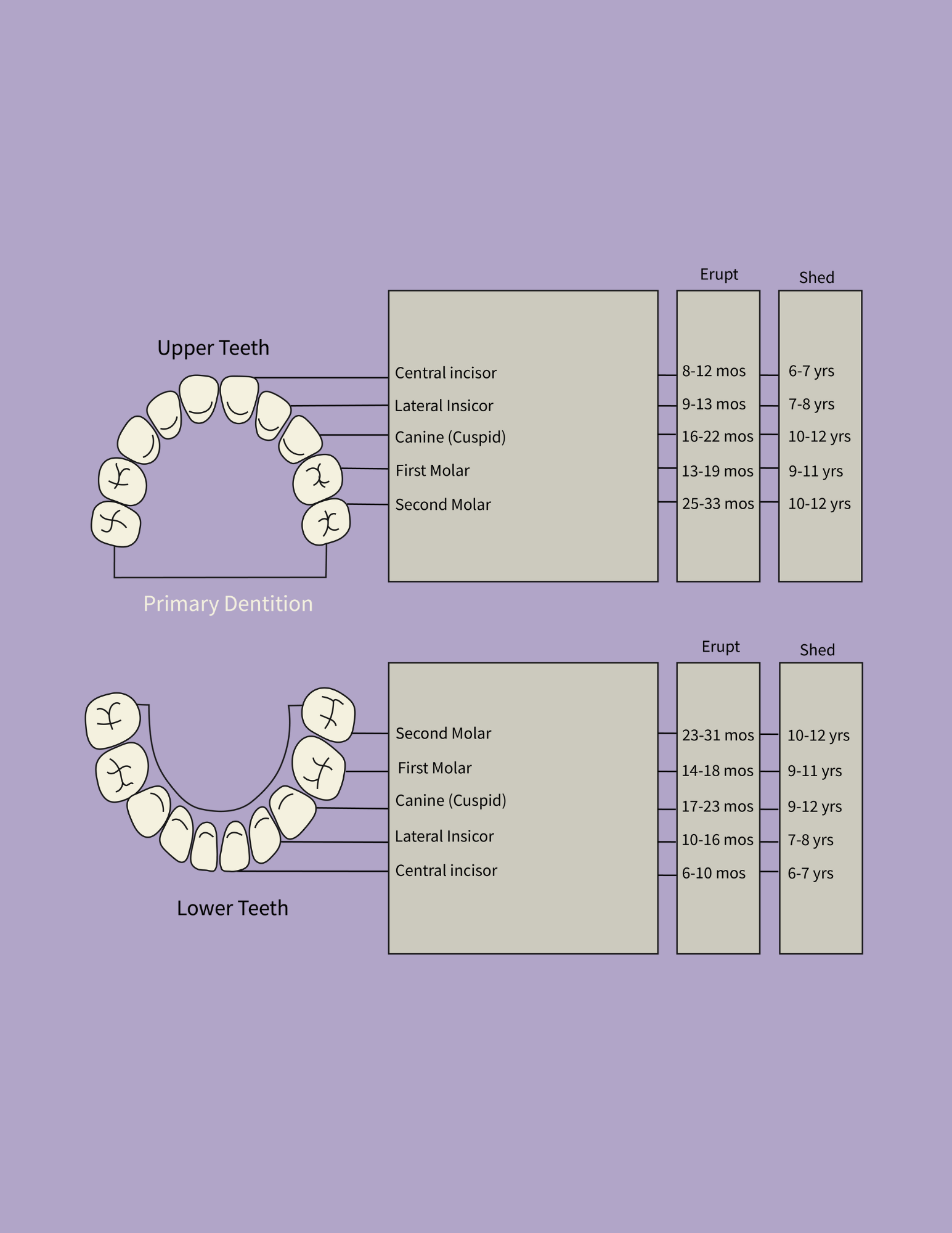 chart showing timing of baby teeth eruption so you can know early or late loss 